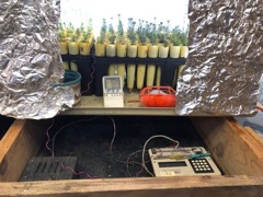 Spruce Seedlings in garage